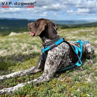 Harnais VIP Dogwear X-Back classique - Harnais de traction pour chien - turquoise