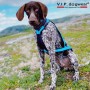 Harnais VIP Dogwear X-Back classique - Harnais de traction pour chien - turquoise