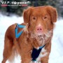 Harnais VIP Dogwear X-Back classique - Harnais de traction pour chien - turquoise