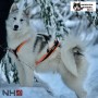 Harnais Northern Howl X-Back classique - Harnais de traction pour chien - en action