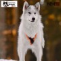 Harnais Northern Howl X-Back classique - Harnais de traction pour chien - en action