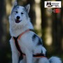 Harnais Northern Howl X-Back classique - Harnais de traction pour chien - en action