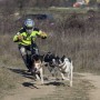 Trottinette Gravity Scooters Mushing Pro Air - CaniTrottinette - en pleine action 4 chiens