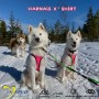 Harnais X Shirt de Axaeco - Harnais de traction pour chien - attelage - mushing