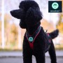 Harnais Takotna de Musher - Harnais de traction pour chien (x-back) - Harnais en action - chien