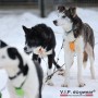Harnais VIP Dogwear X-Back classique - Harnais de traction pour chien - attelage - mushing