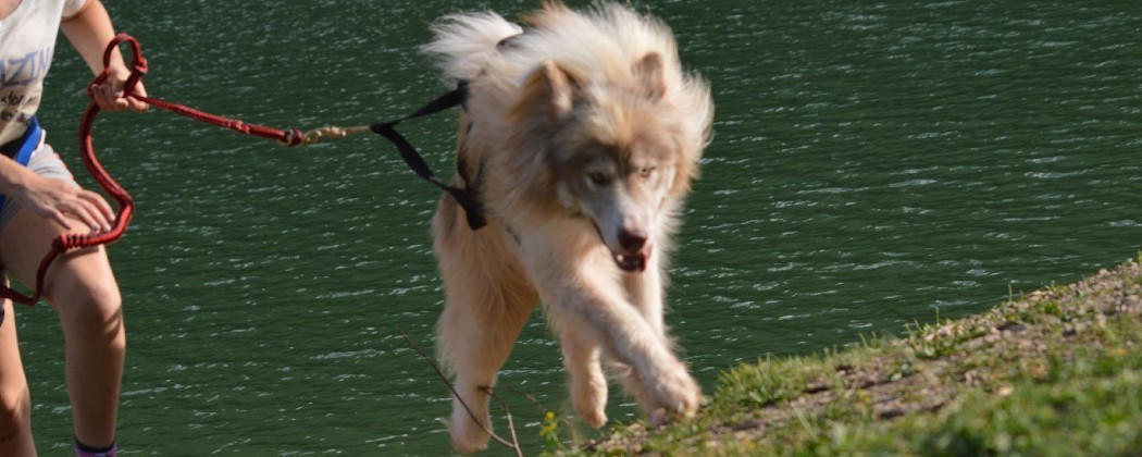 Tout l'équipement pour le Canicross pour toi et ton chien