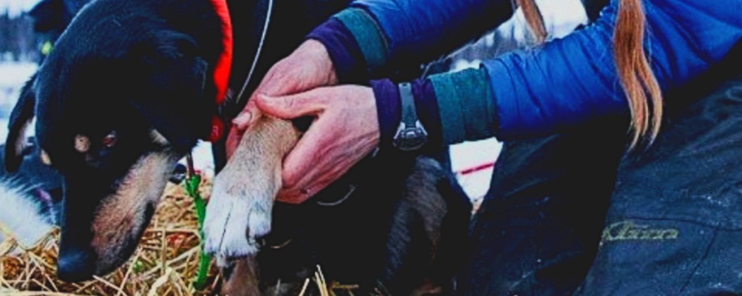 Soins des muscles du chien - massage canin pour les chiens sportifs