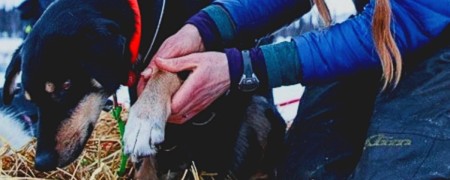 Soins des muscles du chien - massage canin pour les chiens sportifs