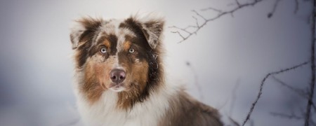 Soins et Protection des articulations du chien - Prévention et Entretien