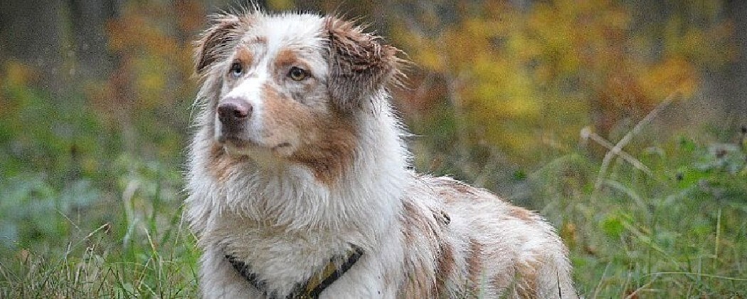 Shampoing pour chien - Pelage brillant et sain - Toilettage