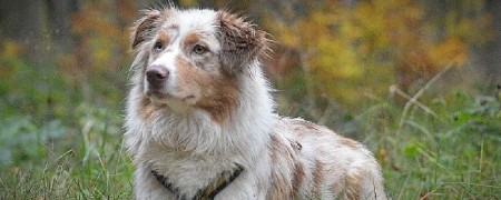 Shampoing pour chien - Pelage brillant et sain - Toilettage