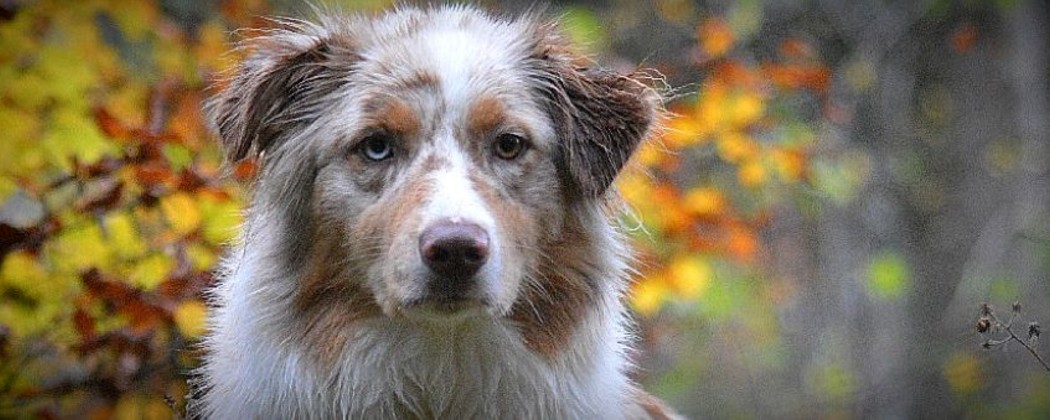 Compléments alimentaires pour chien de sport - Performance et Santé