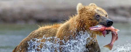 Huile de saumon pour chien - Bienfaits, Santé et Vitalité