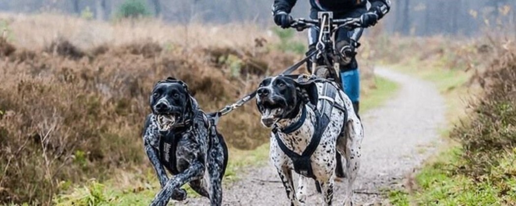 Tout l'équipement de cani-VTT et cani-Trottinette pour toi et ton chien