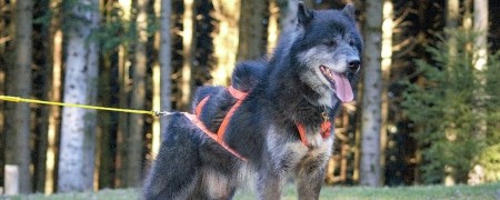 Friandises énergétiques pour chiens actifs - Snacks sains et naturels