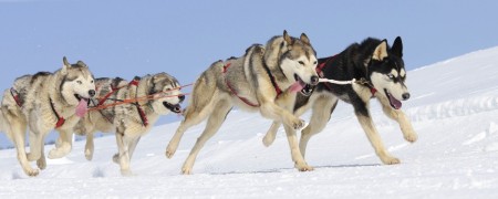 Tout le matériel chien de traîneau (mushing): Qualité et Performance