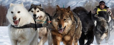 Offrez le meilleur du matériel de mushing avec un bon cadeau Swisscool