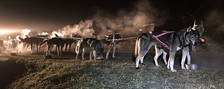 Ligne de trait pour chien de traineau - Mushing - Kart