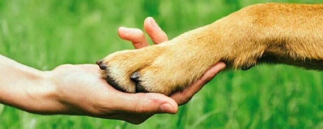 Ajoutez une touche personnalisée avec nos autocollants pattes de chiens