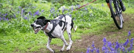 Exprimez votre amour pour le Cani-VTT avec nos autocollants uniques
