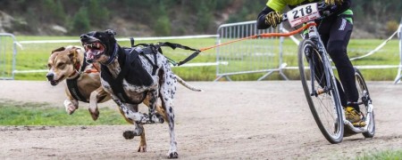 Affichez votre passion pour la Cani-Trottinette avec nos autocollants