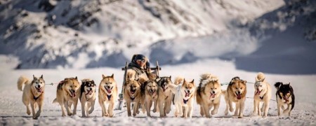 Ensemble vers l'aventure avec nos autocollants sur le thème du Mushing
