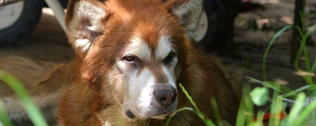 Exprimez votre amour du Malamute avec nos autocollants uniques