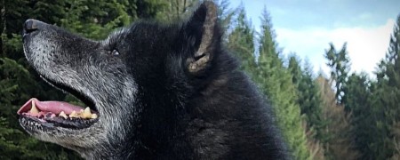 Craquez pour nos autocollants Chiens Nordiques - Parfaits pour votre déco