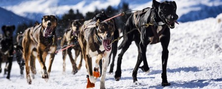 Apportez une touche sportive avec nos autocollants Eurohound