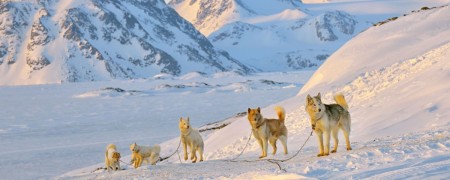 Stake-out câblée pour chien - Système d'attache câblé pour chien