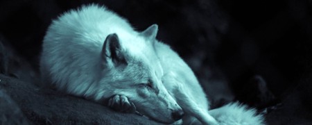 Affichez votre passion des loups avec nos superbes autocollants