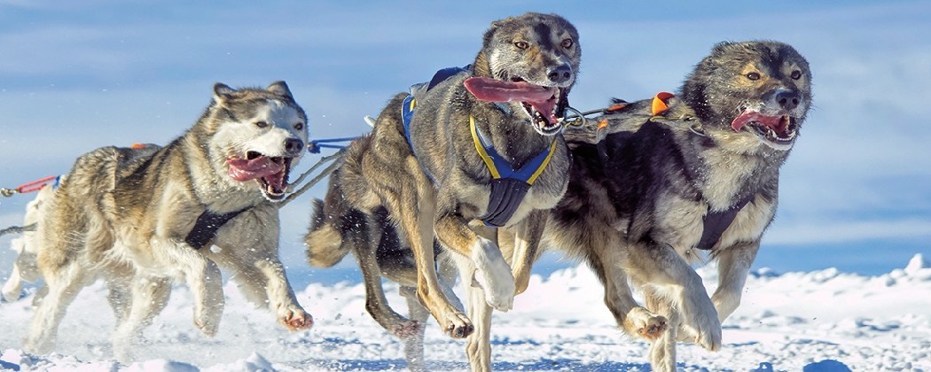Ligne de trait corde polyester câblée avec stick pour chien de traineau
