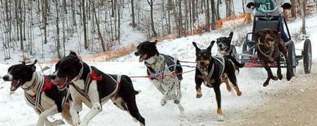 Kart 3 et 4 roues pour chien de traîneau - Loisirs, Course et Tourisme