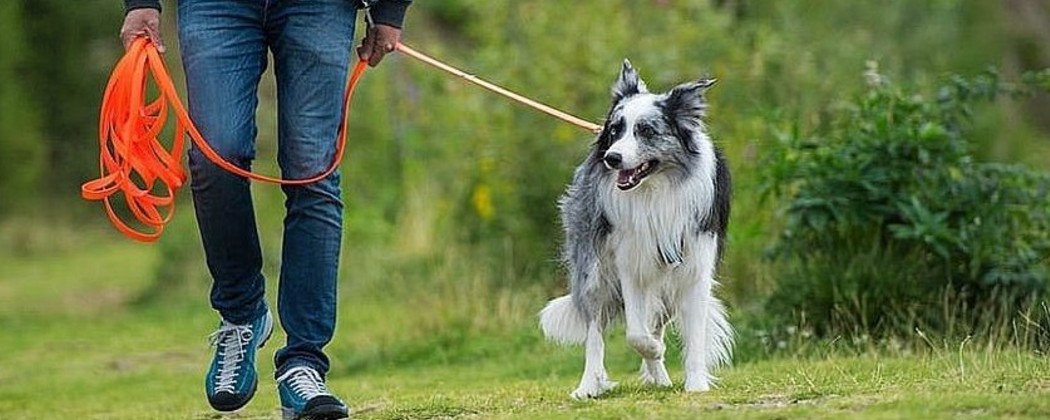 Longe pour Chien - Liberté et Sécurité en Promenade et Dressage