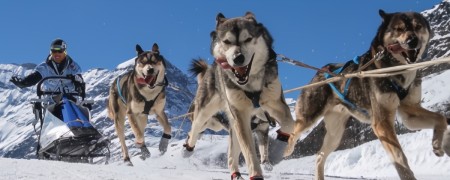 Traineaux pour chien - Loisir, Sprint, Mid et Longue Distance - Mushing