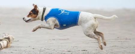 Gilet de protection pour chiens actifs - Canicross