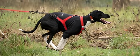 Gilet de protection pour chiens actifs - Cani-VTT