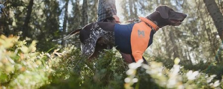 Gilet de protection pour la randonnée avec son chien - Cani-Rando