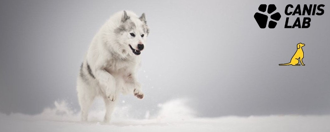 Compléments alimentaires Canis Lab : Préparez votre chien à l'Effort