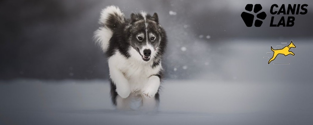 Canis Lab - Énergie et Hydratation pour chiens actifs pendant l'effort