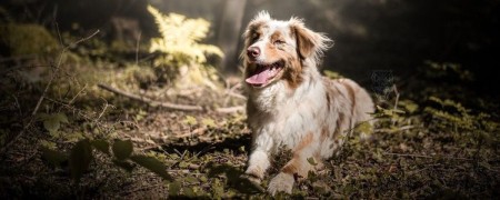 Gamme complète de laisses pour chiens - Confort et Sécurité
