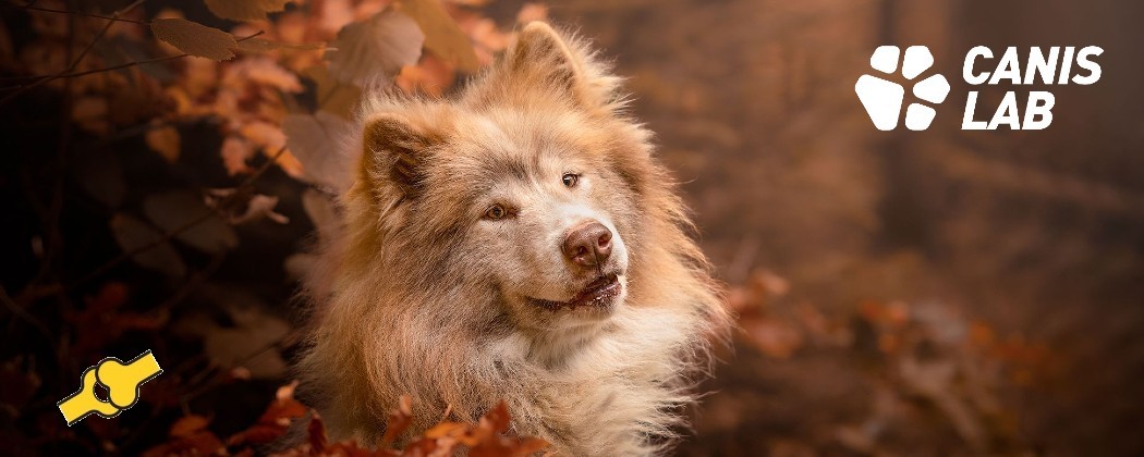 Complément Canis Lab - Renforcez les articulations de votre chien