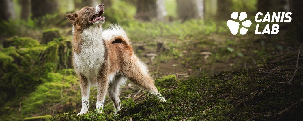Canis Lab : Compléments pour une peau saine et un pelage éclatants