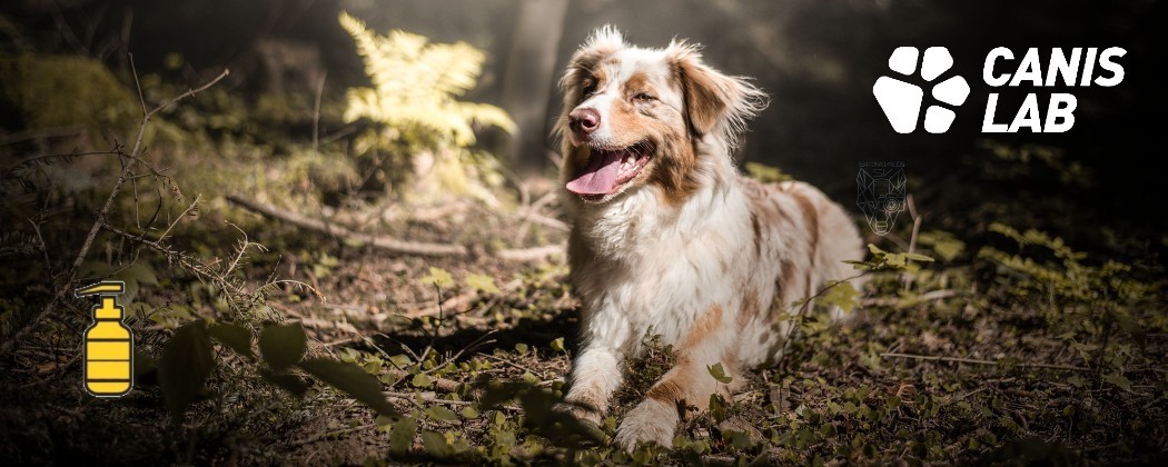 Découvrez les bienfaits des huiles pour chiens Canis Lab