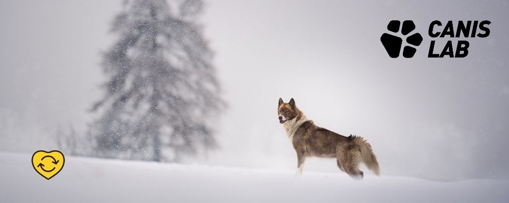 Vitalité et Récupération optimale pour chiens avec Canis Lab