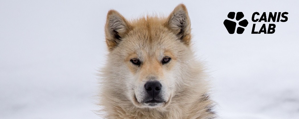 Améliorez l'Immunité et la Digestion de votre chien avec Canis Lab