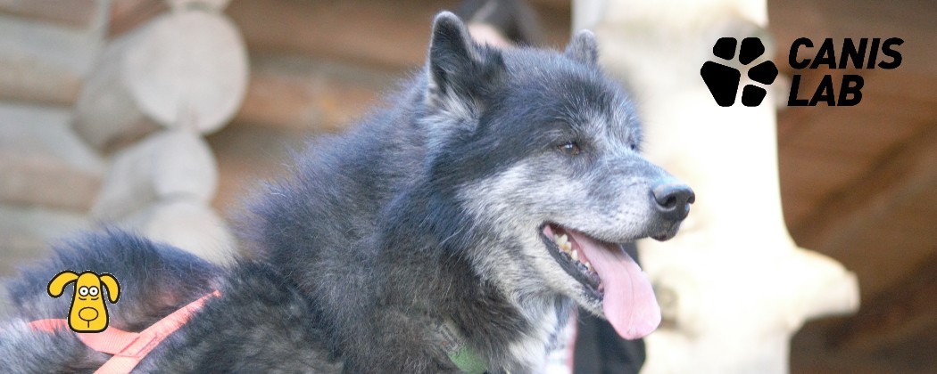 Compléments alimentaires Canis Lab: Soulagement du stress chez les chiens