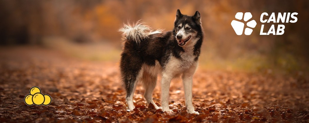 Friandises Canis Lab pour chiens et chiens actifs - Protéines et Énergie