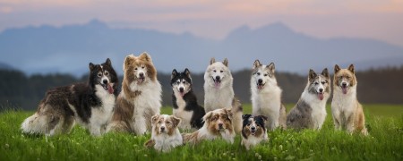Nutrition Avancée pour Chiens Actifs - Croquettes Naturelles et Équilibrées